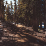 Serene Woodland Path