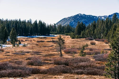 Serene Wilderness Landscape Print