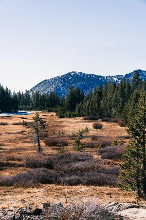 Tahoe Meadows Scenic Print