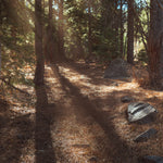Sunlit Forest Path