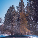 Winter Pine Road