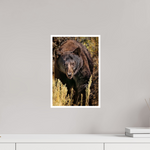 10 x 15″, Fine Art Glossy Majestic Brown Bear