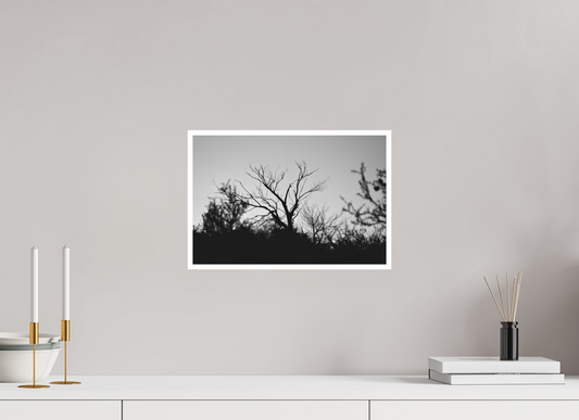15 x 10″, Photo Print Matte Black and White Tree Silhouette