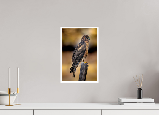 10 x 15″, Fine Art Glossy Northern Harrier