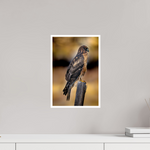 10 x 15″, Fine Art Glossy Northern Harrier
