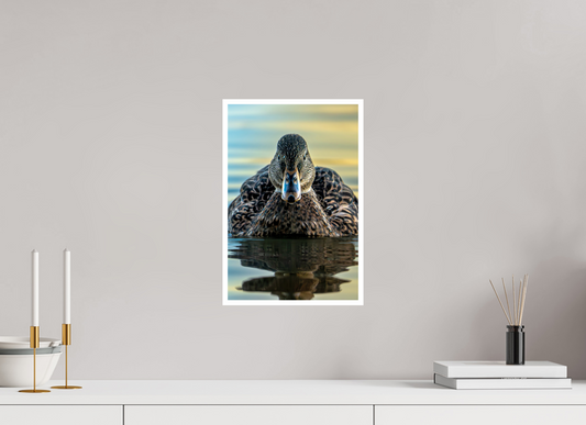 10 x 15″, Fine Art Glossy Exquisite Female Mallard Photograph