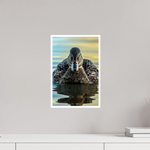 10 x 15″, Fine Art Glossy Exquisite Female Mallard Photograph
