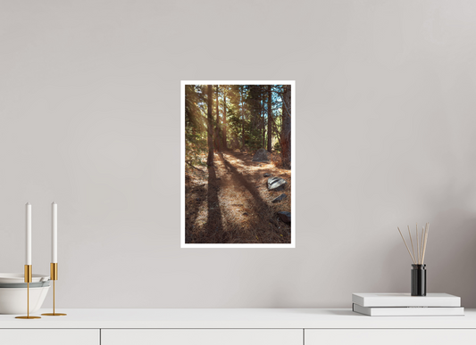 10 x 15″, Fine Art Glossy Sunlit Forest Path