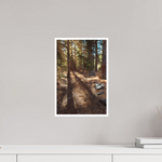 10 x 15″, Fine Art Glossy Sunlit Forest Path