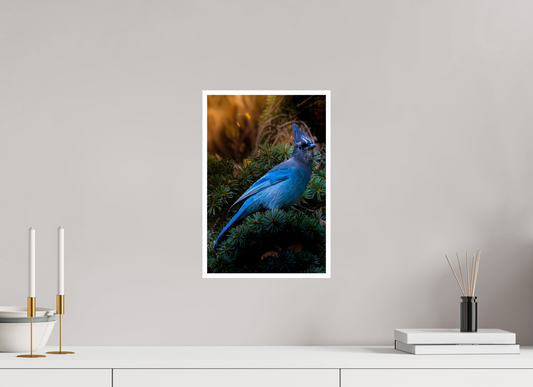 10 x 15″, Fine Art Glossy Steller's Jay Premium Art Print