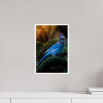 10 x 15″, Fine Art Glossy Steller's Jay Premium Art Print