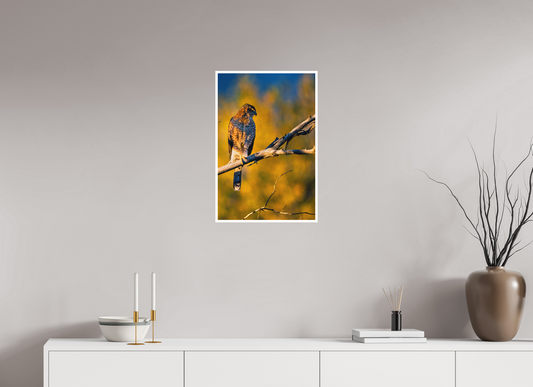 16 x 24″, Fine Art Matte Majestic Coopers Hawk Autumn Morning