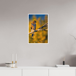16 x 24″, Fine Art Matte Majestic Coopers Hawk Autumn Morning