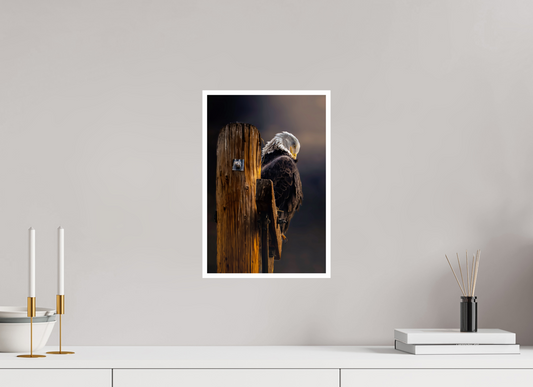 10 x 15″, Fine Art Glossy Majestic Eagle Wildlife Photography Print