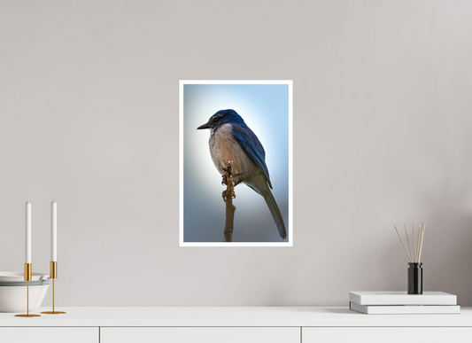 10 x 15″, Fine Art Glossy Elegant Scrub Jay