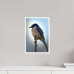 10 x 15″, Fine Art Glossy Elegant Scrub Jay