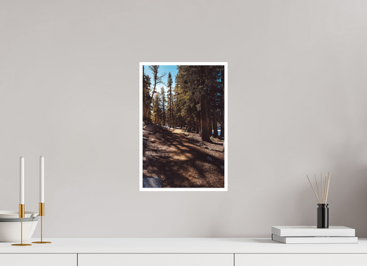 10 x 15″, Fine Art Glossy Serene Woodland Path