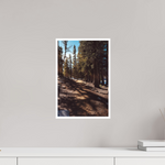 10 x 15″, Fine Art Glossy Serene Woodland Path