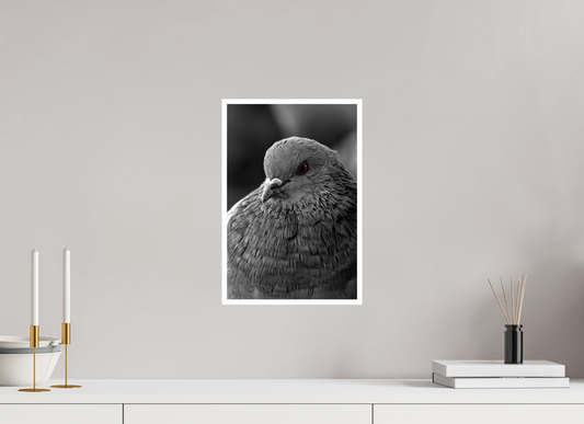 10 x 15″, Fine Art Glossy Majestic Pigeon Portrait