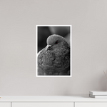 10 x 15″, Fine Art Glossy Majestic Pigeon Portrait